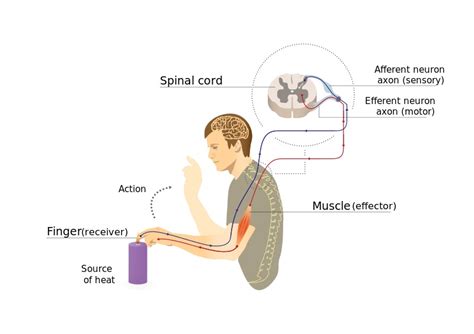 Somatic nervous system examples - tiklolink