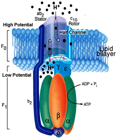 ATP Synthase: World's Smallest Motor : Plantlet