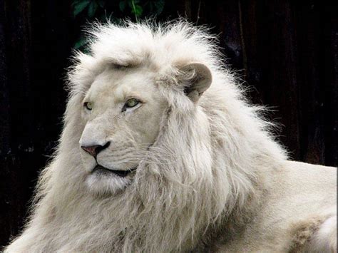 🔥 Free Download White Lion Animal Lovers Wallpaper by @malikgarcia ...