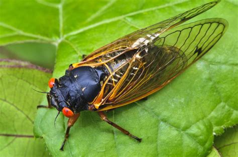 Trilhões de cigarras vão invadir o céu dos EUA após 17 anos sob a terra ...