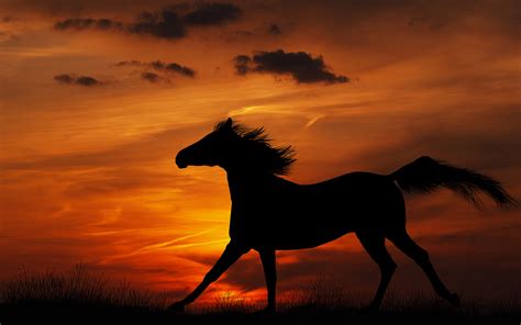 Majestic Horse at Sunset HD Wallpaper