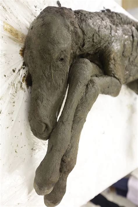 Perfectly preserved Ice Age foal found in Siberia – The History Blog