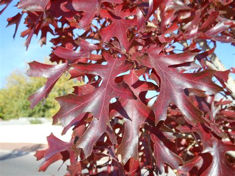 Texas Red Oak (Quercus buckleyi) | Fall Foliage