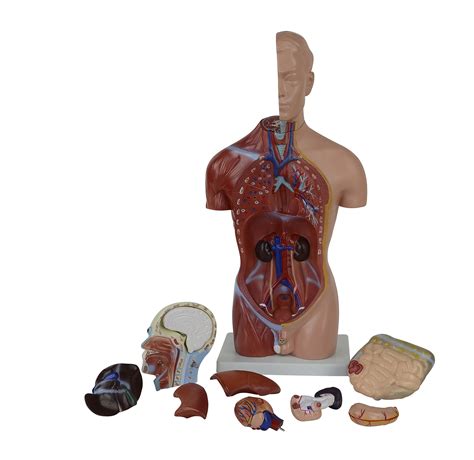 Buy Human Anatomy Model - 17"/ 43cm Human Torso Model - Human Body ...