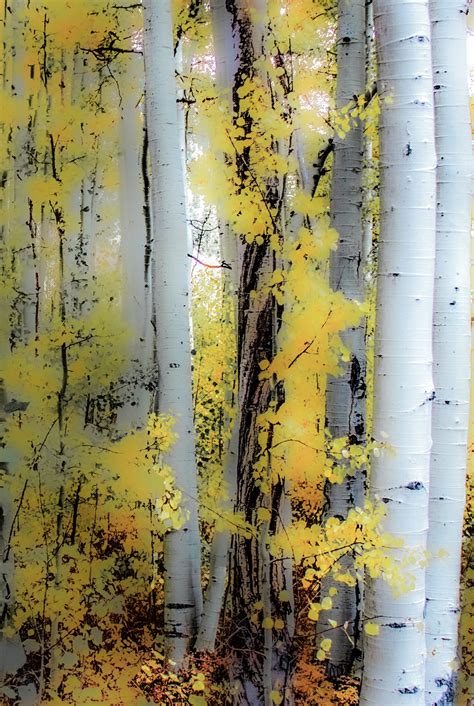 Aspen Tree Wall Art, Aspen Tree Painting, Abstract Landscape, Aspen ...