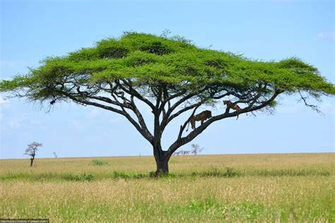 African Savanna Trees