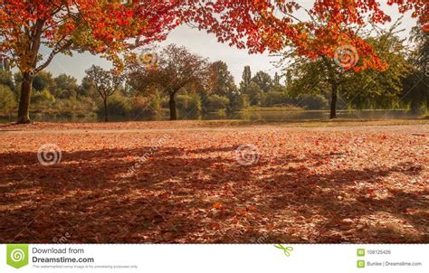 Fall color at the park stock photo. Image of leaves - 108125426