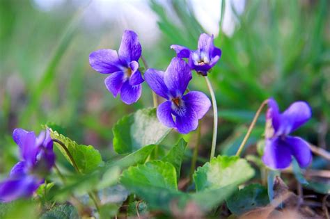 February Birth Month Flowers: Violet, Iris, and Primrose - Petal Republic