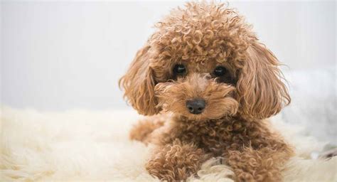 Toy Poodle - All About The World's Cutest, Curliest Dog Breed