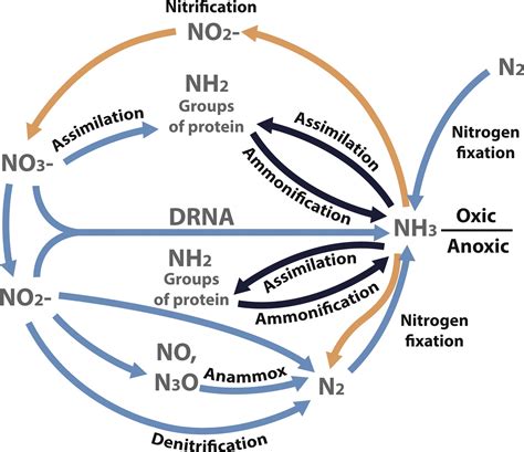 Steps Of Nitrogen Cycle