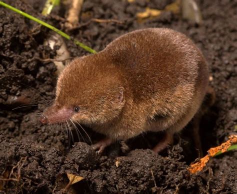 Cornwall Wildlife Trust on Instagram: “The common shrew needs to eat ...