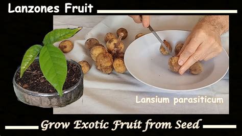 How to Grow Lanzones Seeds (aka Longkong or Langsat) - YouTube