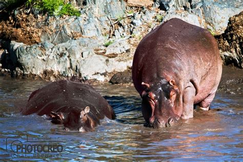 Hippos in the River Graphic by photocreo · Creative Fabrica