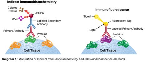 Immunohistochemistry Protocol for Frozen Sections - Leinco Technologies