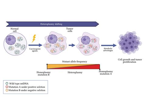 IJMS | Free Full-Text | Mitochondrial Heteroplasmy Shifting as a ...