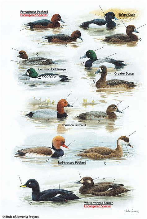 Duck Species Identification Chart | Labb by AG