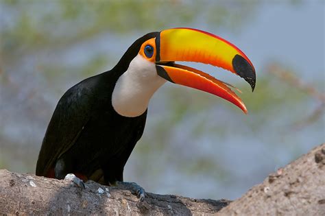 Toco Toucan | Sean Crane Photography