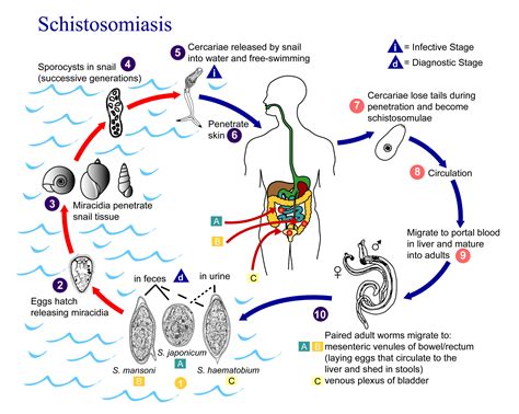 File:Schistosomiasis Life Cycle.png - Wikimedia Commons