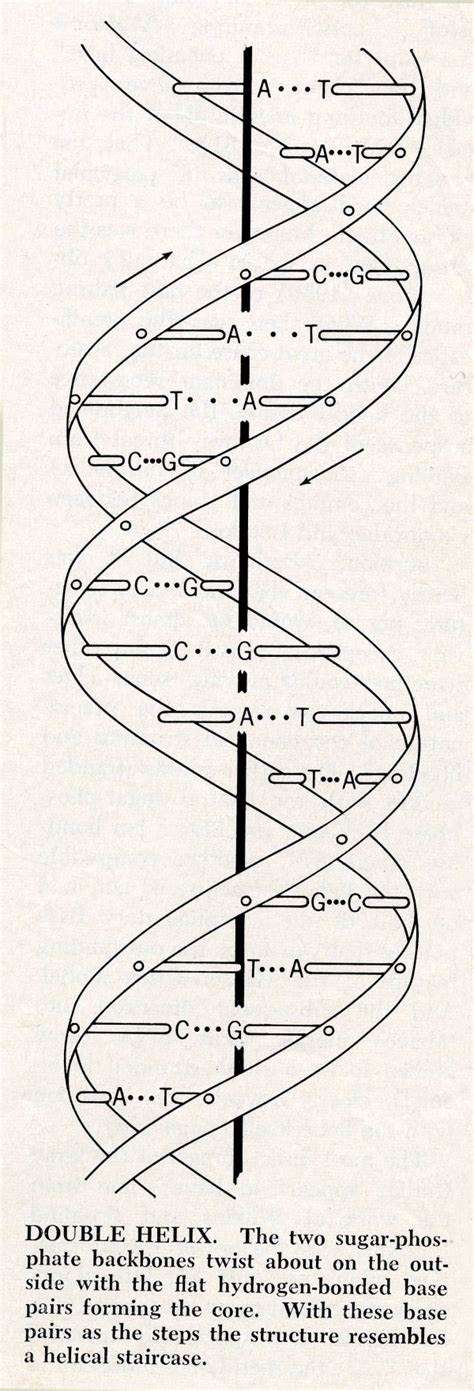 Diagram of the double-helix structure of DNA. August 1968. - Pictures ...