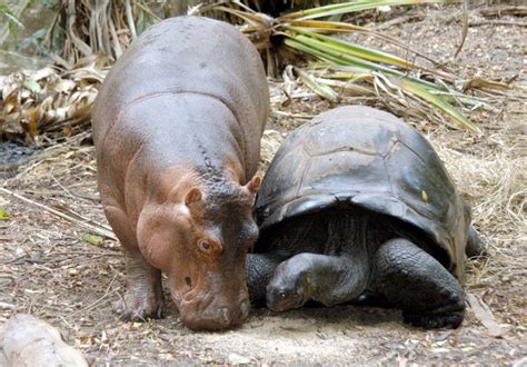 Unlikely friends: Why we love odd animal pairs