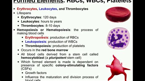 The Life Span of an Erythrocyte Is About