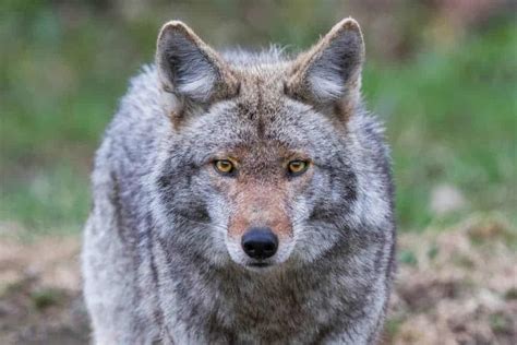 16 Spiritual Symbolism & Meanings of Coyote (Totem + Omens)