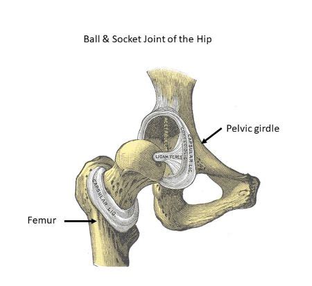 Describe ball-and-socket joints and give examples of this joint type in ...