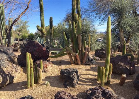 Red House Garden: The Ethel M. Chocolate Factory's Botanical Cactus Garden