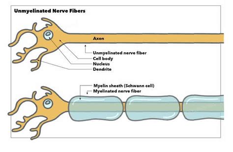 Myelinated Axon Diagram