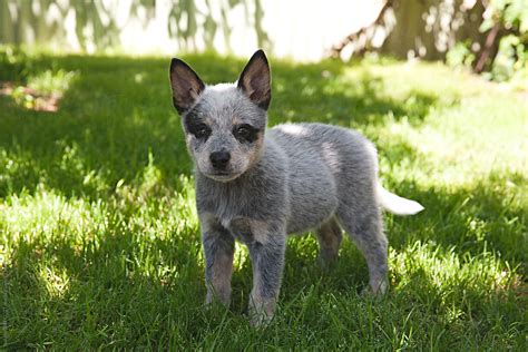 Queensland Heeler Pups