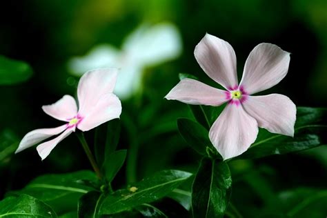 Periwinkle Flowers White - Free photo on Pixabay - Pixabay