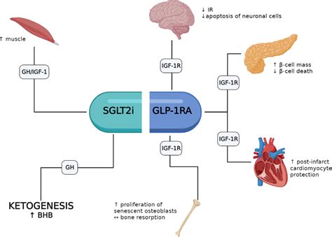 Glp 1 Receptor Agonists Mechanism Of Action