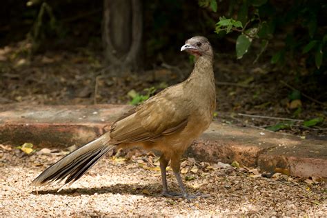 Plain Chachalaca by Kenny Salazar / 500px