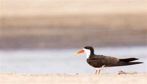 The Top Five Birds of the Okavango Delta | Birding in Botswana