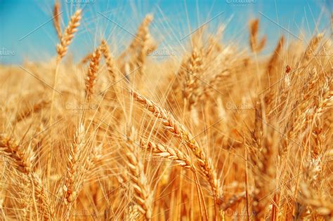 Gold wheat field and blue sky. Beautiful ripe harvest | High-Quality ...