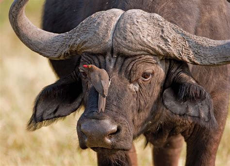 Oxpecker | Types, Diet, & Facts | Britannica