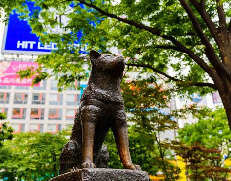 At first glance the small Hachiko Statue near Shibuya Scramble Crossing ...