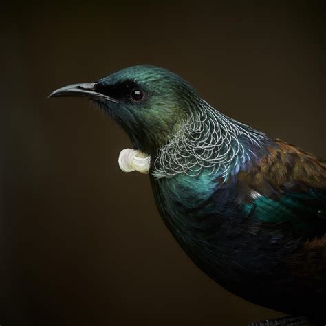 Tui - Craig McKenzie ... Forest & Bird NZ | Animaux et oiseaux ...