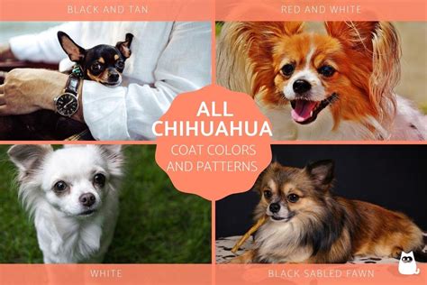 All Chihuahua Colors, Patterns & Combinations - With Photos