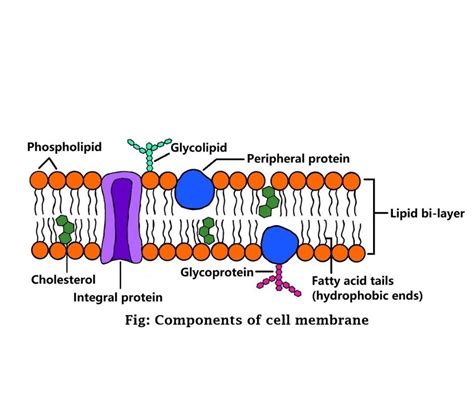 Components Of The Cell Membrane Is Responsible For Active Transport ...