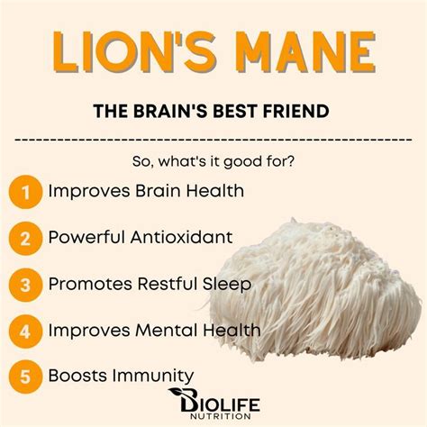 Lion's mane mushroom benefits Lions Mane Benefits, Mushroom Benefits ...