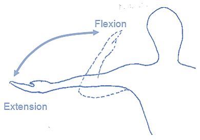 Level 2 Exercise and Fitness Knowledge (5:Joint action) - Amac Training