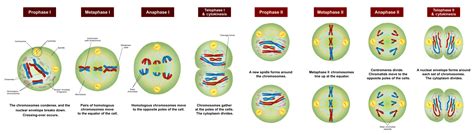 Difference Between Anaphase 1 and 2 | Process, Function, Features