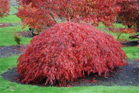 Acer palmatum var. dissectum 'Crimson Queen' | Wholesale Nursery ...