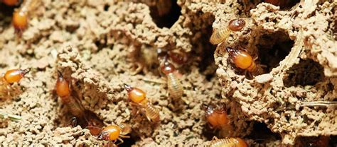 The Mound Building Termites | Critter Science