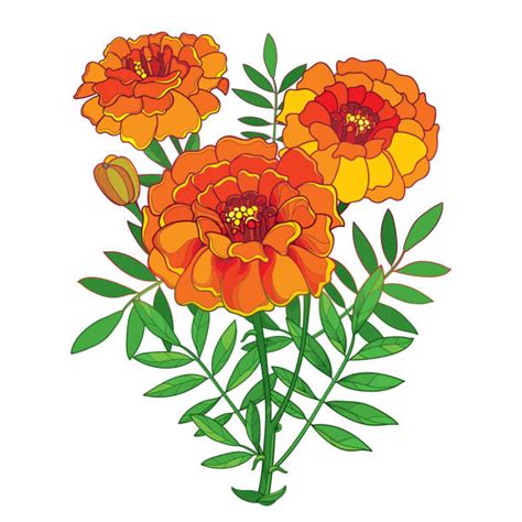 African Marigold Illustrations, Royalty-Free Vector Graphics & Clip Art ...