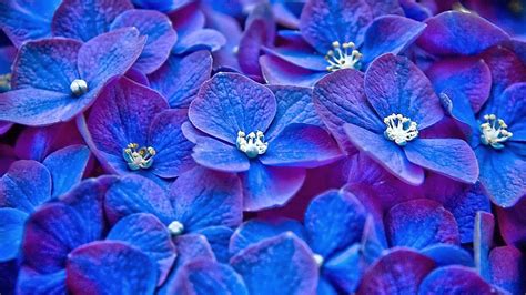 Blue Flower HD Backgrounds Free Download