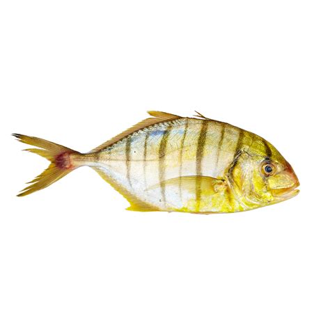 Golden Trevally – Delmon Fish