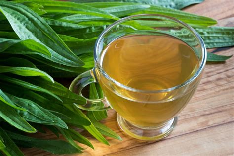 Plantain tea with fresh plantain leaves in the background