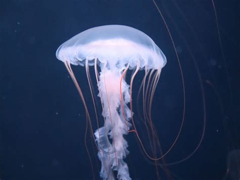 水族館魚図鑑-ヤナギクラゲ(Chrysaora helvola) - 動物園&水族館に行こう！！